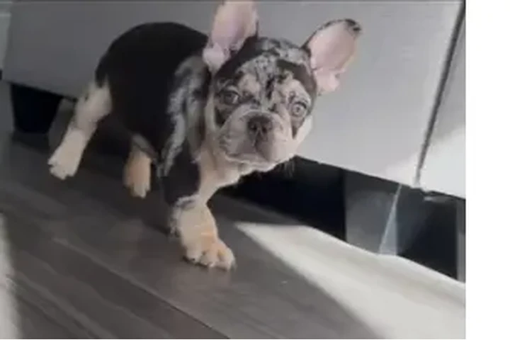 $4000 : Sell French bulldog image 1