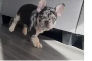 Sell French bulldog en Atlanta