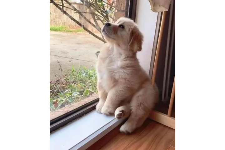 $399 : Awesome Golden retrievers image 1