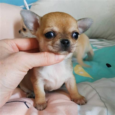 $250 : Cachorro de Chihuahua image 4