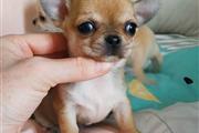 $250 : Cachorro de Chihuahua thumbnail