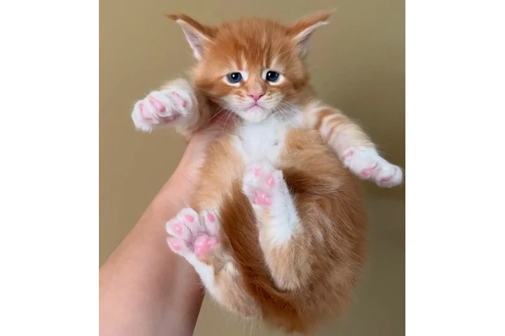 $260 : Gatitos Maine Coon en venta image 2