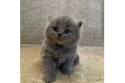 British Shorthair azul listo en Elizabeth