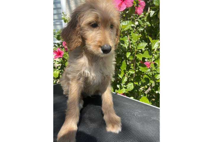 Golden doodle image 2