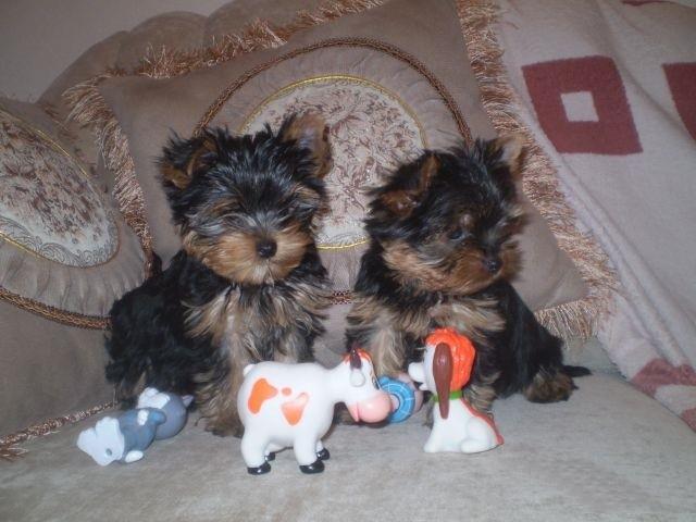 $700 : T-cup yorkies text 3157912128 image 1