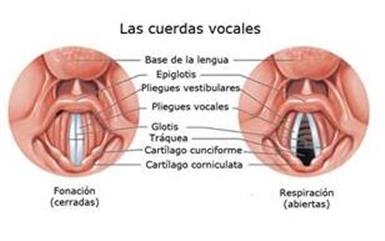 Clases de educación Vocal. image 3
