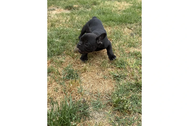 $1800 : french  buldog exotic image 2