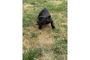 $1800 : french  buldog exotic thumbnail
