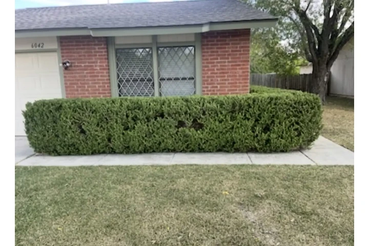 🌿 Lawn Care & Landscaping 🌿 image 5