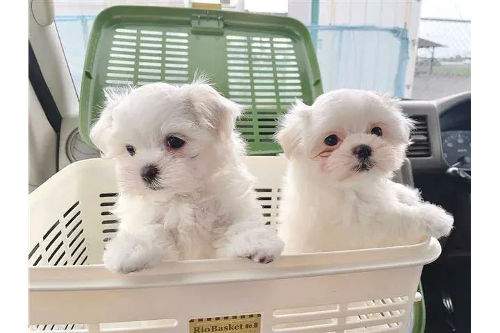 $400 : Adorables cachorros malteses image 2