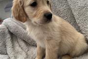 $450 : Golden Retriever puppies thumbnail