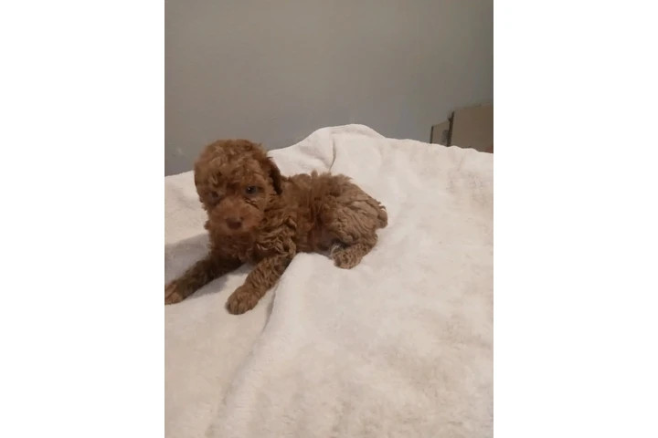 POMERANIANS Y SHIH-TZU 🐕 image 2