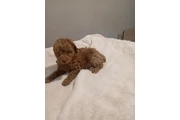 POMERANIANS Y SHIH-TZU 🐕 thumbnail