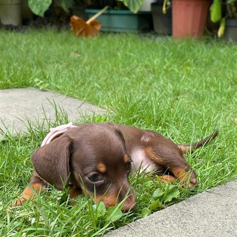 $600 : Cachorros dachshund para venta image 4