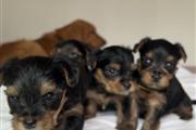 Yorkie puppies for sale en Anchorage