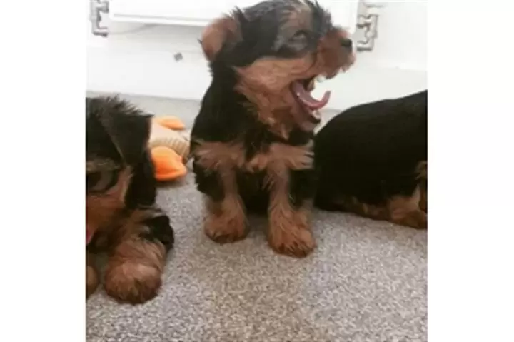 yorkie terriers macho y hembra image 1