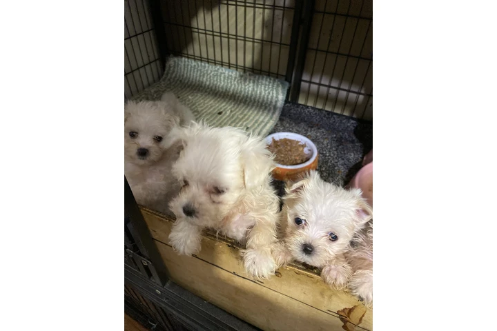 $500 : PERRITOS  DE RAZA MALTES AKC image 1