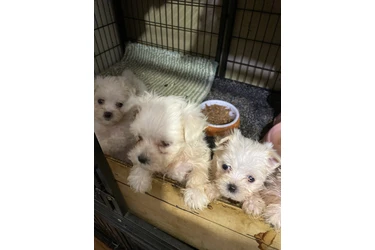 PERRITOS  DE RAZA MALTES AKC en San Bernardino