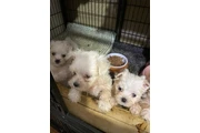 PERRITOS  DE RAZA MALTES AKC en San Bernardino