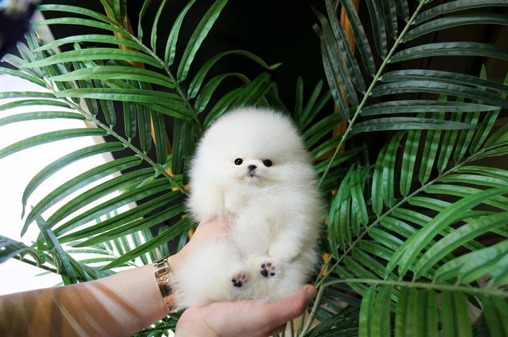 $300 : Pomeranian Status: 2Available image 1
