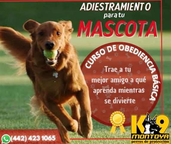 $7000 : Adiestramiento Canino image 2