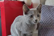 Cute Russian Blue Kittens en Baltimore
