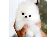 Pomeranian puppies en Los Angeles
