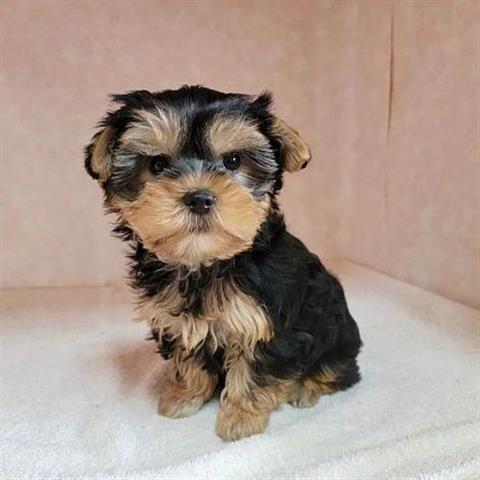 $400 : Teacup Yorkie puppies image 1