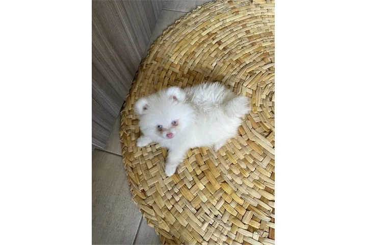 $350 : Pomerania taza de té image 3