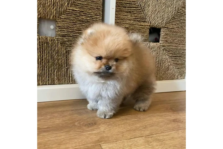 $350 : Pomerania en venta image 5