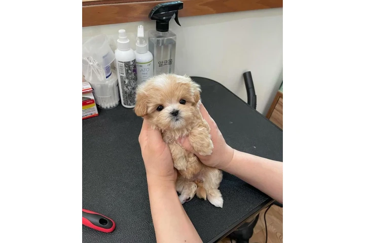 $350 : Teacup Maltipoo puppy for sale image 2