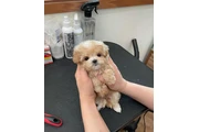 $350 : Teacup Maltipoo puppy for sale thumbnail