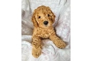 $800 : holly goldendoodle puppies thumbnail