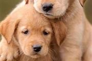 $500 : Cachorros golden retriever thumbnail