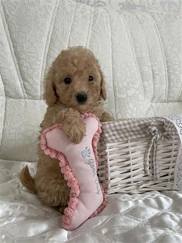 $300 : Duramax Toy poodle puppies image 1