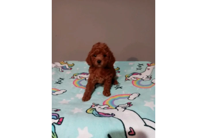 🐾 Hermosas PERRITAS en VENTA image 3