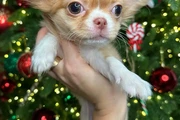 $250 : Chihuahua teacup puppies thumbnail