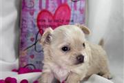 Lovely Adorable Chihuahua pup