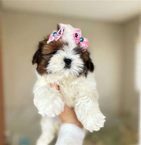 $400 : Shih Tzu disponible🐾🐶 image 1