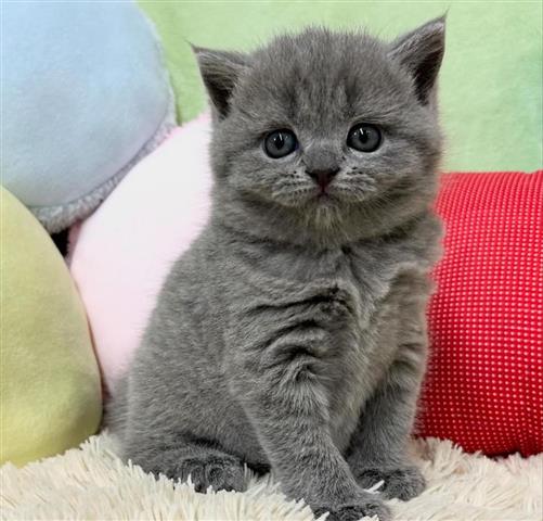 $280 : British Shorthair kittens image 2