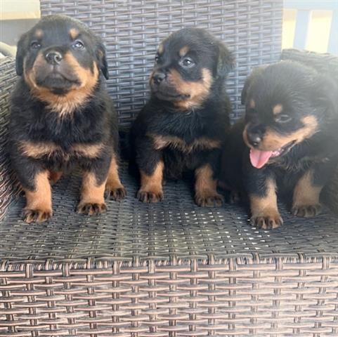 $550 : Perritos Rottweiler image 2