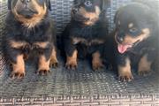 $550 : Perritos Rottweiler thumbnail