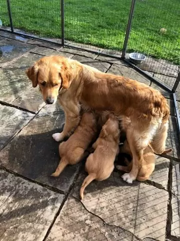 $510 : Buy Golden Retriever Puppies image 2