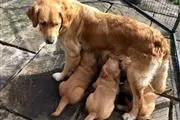 $510 : Buy Golden Retriever Puppies thumbnail