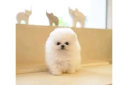 French bulldog and Pomeranian en Denver