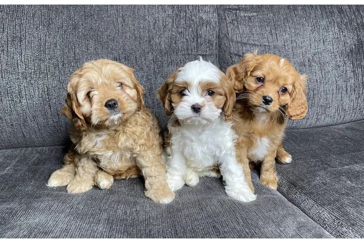 $400 : Cavapoos rojos F1B testeados image 1