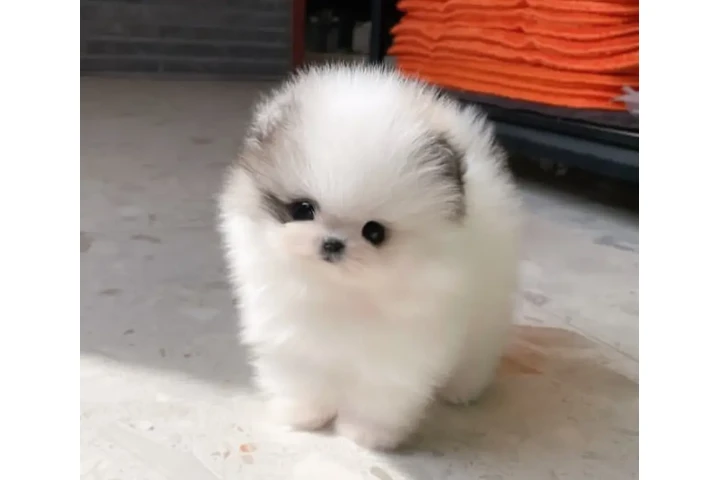 $350 : Cachorros de Pomerania image 1