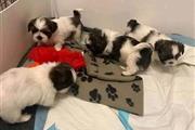 Shihtzu en Tegucigalpa