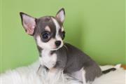 $250 : Chihuahua puppies thumbnail