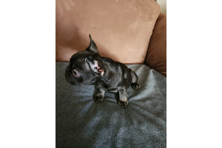 $1000 : French bulldog image 1